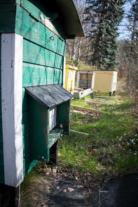 Biodling på Ekerö Mälaröarna. Bikupa vid Mälaröbiodlarnas föreningsbigård vid Ekebyhovs slott.
