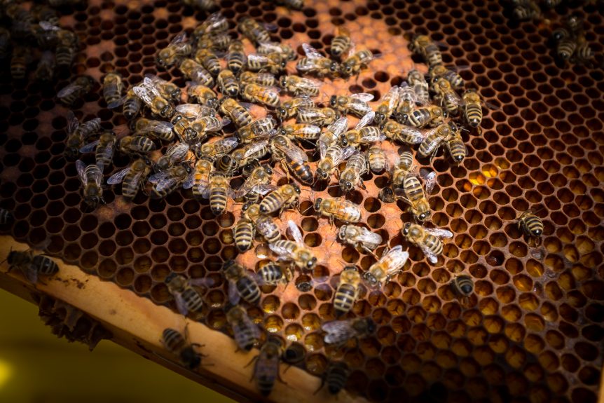 Möte med Mälaröarnas biodlarförening i Ekebyhovsparken den 7:e maj 2017. Fotograf: Mats Andersson, Stenhamra