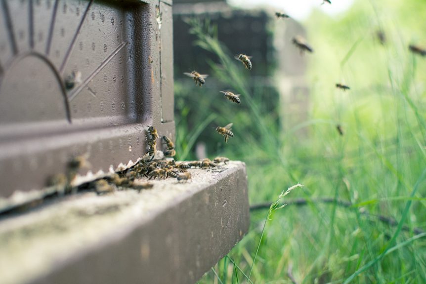 Flygande bin framför bikupa. Foto: Mats Andersson, Stenhamra. http://www.bubbelbubbel.se