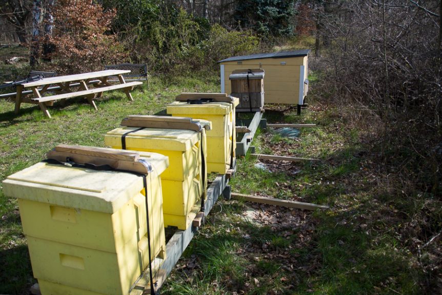 Bikupa vid Mälaröbiodlarnas föreningsbigård vid edkebyhovs slott. Foto: Mats Andersson, Stenhamra, Färingsö www.bubbelbubbel.se