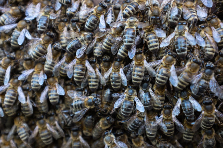 Honey bees in a swarm